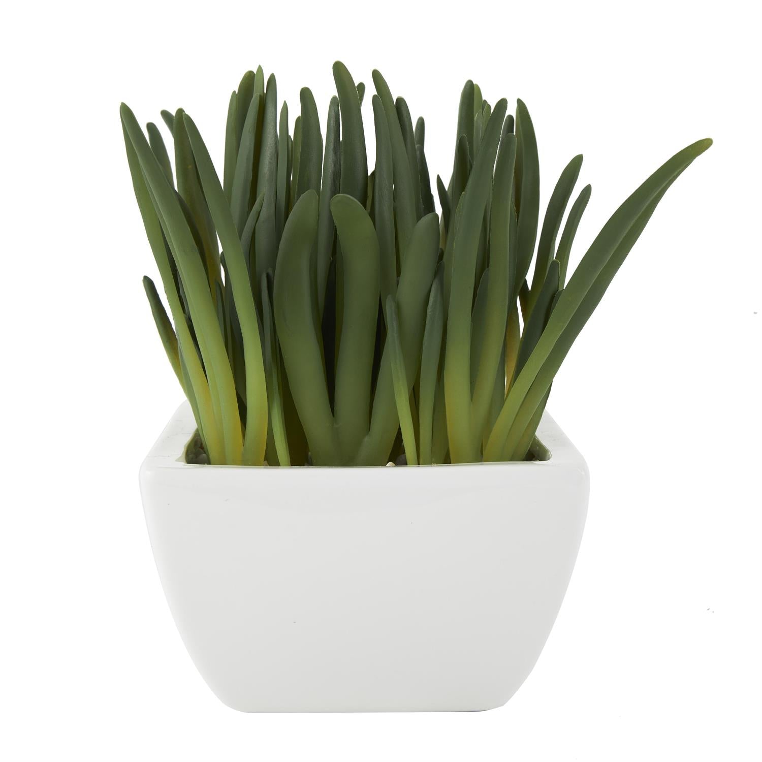 Cer Plastic Berrganthus Decor 8"W, 8"H